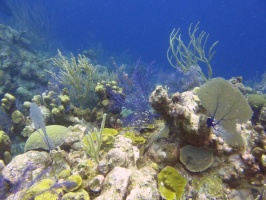 69 Reef IMG 3291